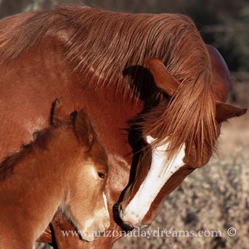 Mare and Foal - 2026 - 2
Verde River, Rio Verde, AZ.